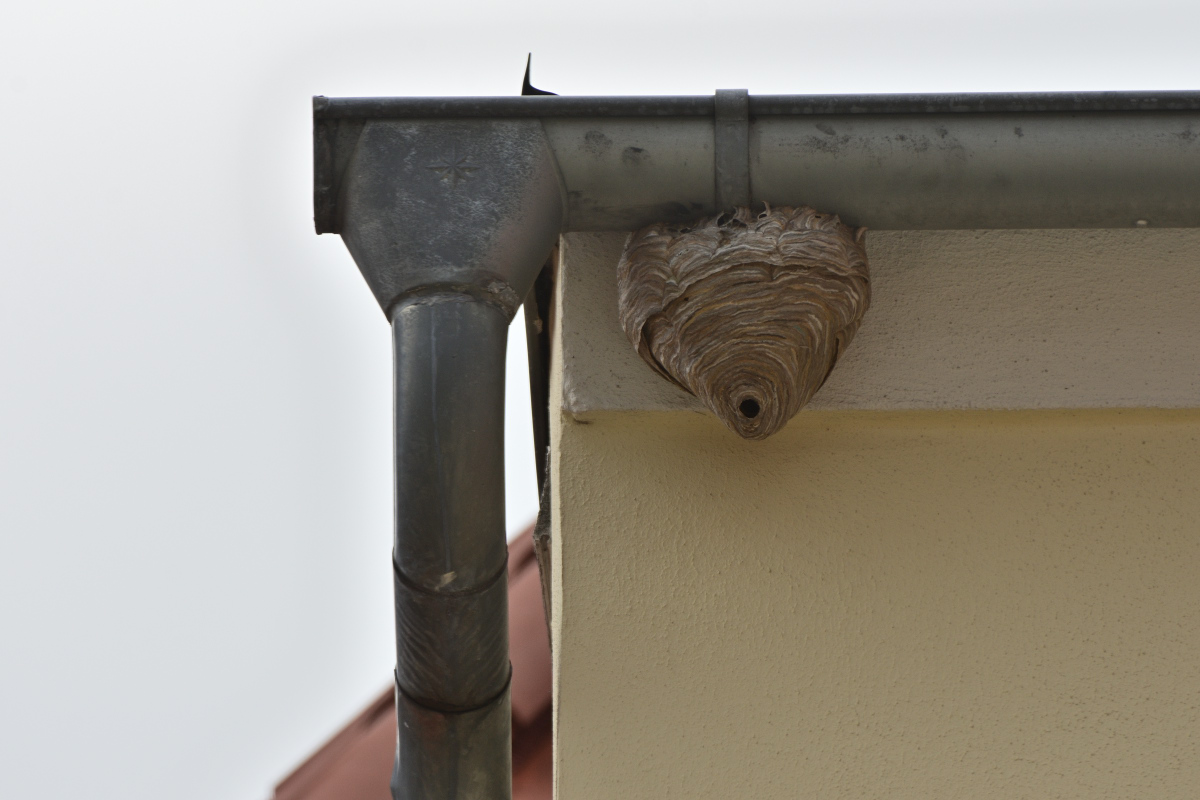 DSC_6065.JPG