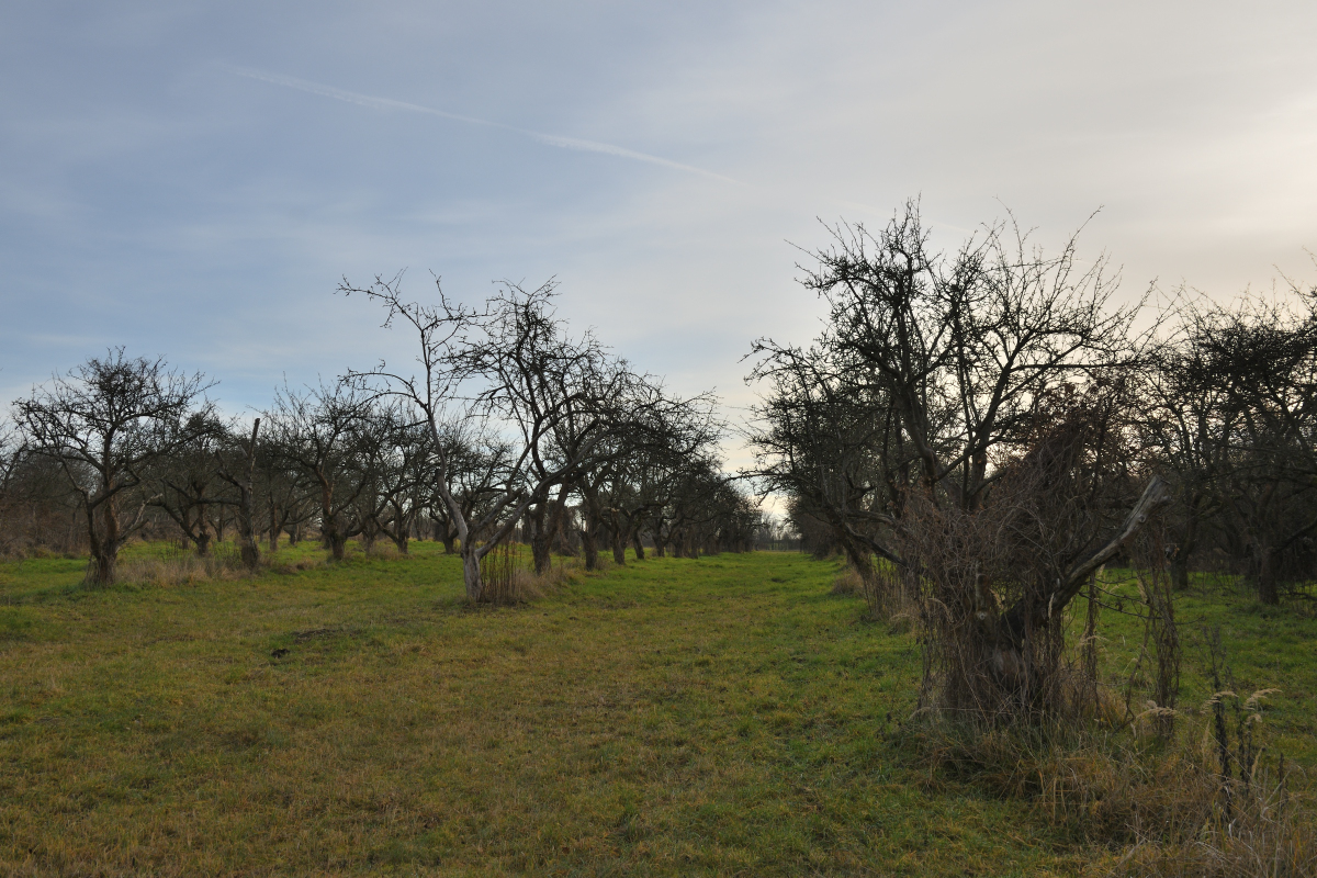 DSC_6080.JPG