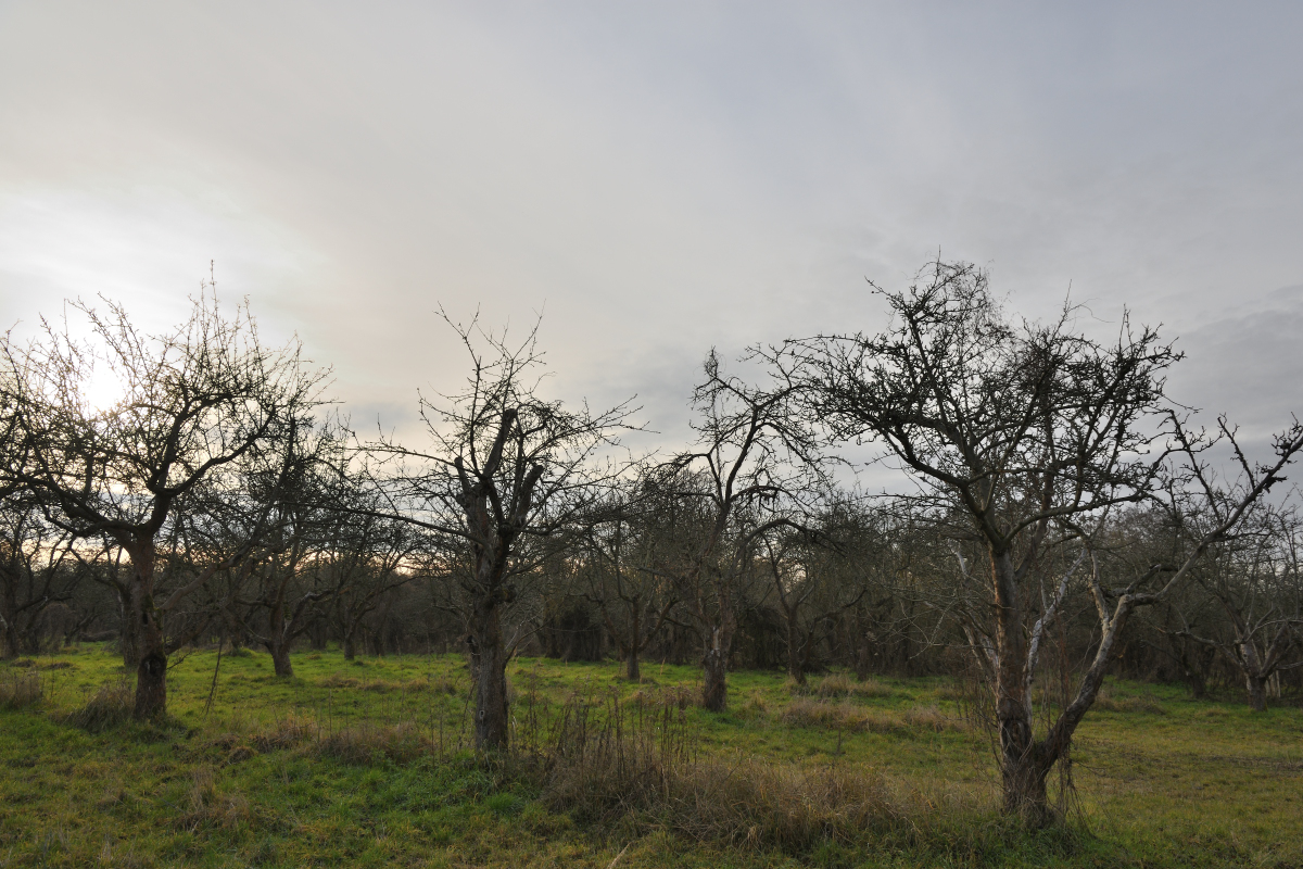 DSC_6082.JPG