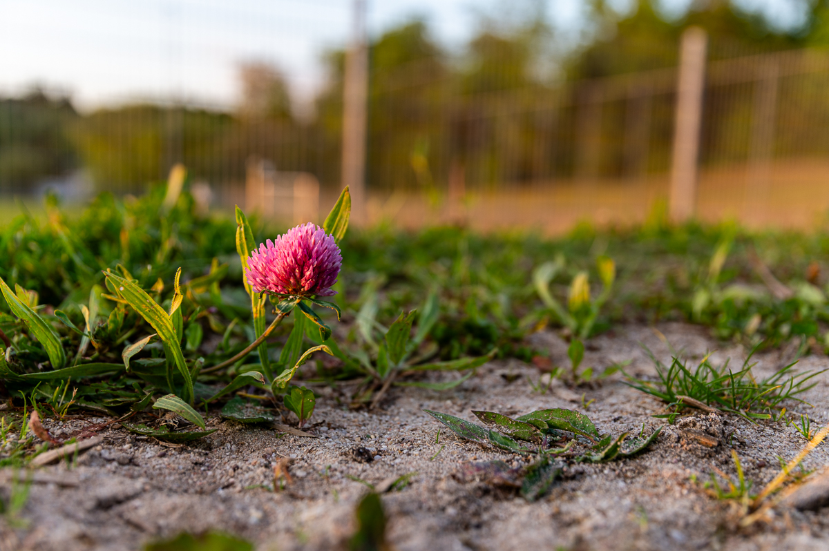 DSC_6107-2.jpg