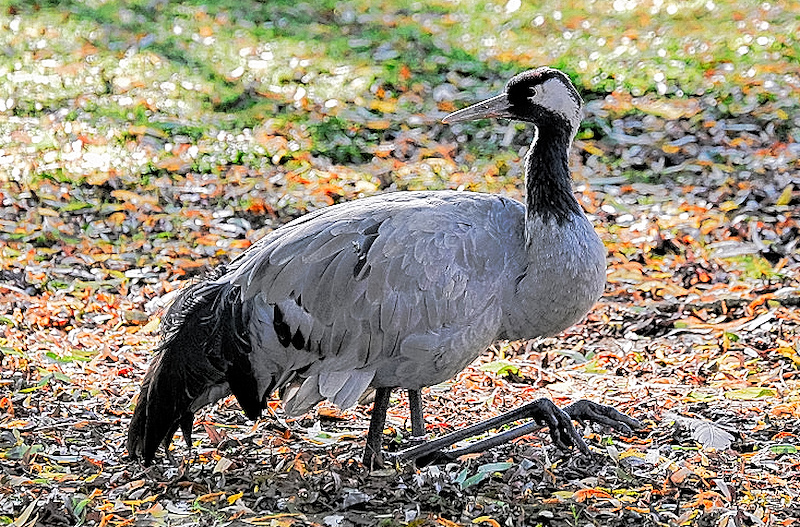 DSC_6149.jpg