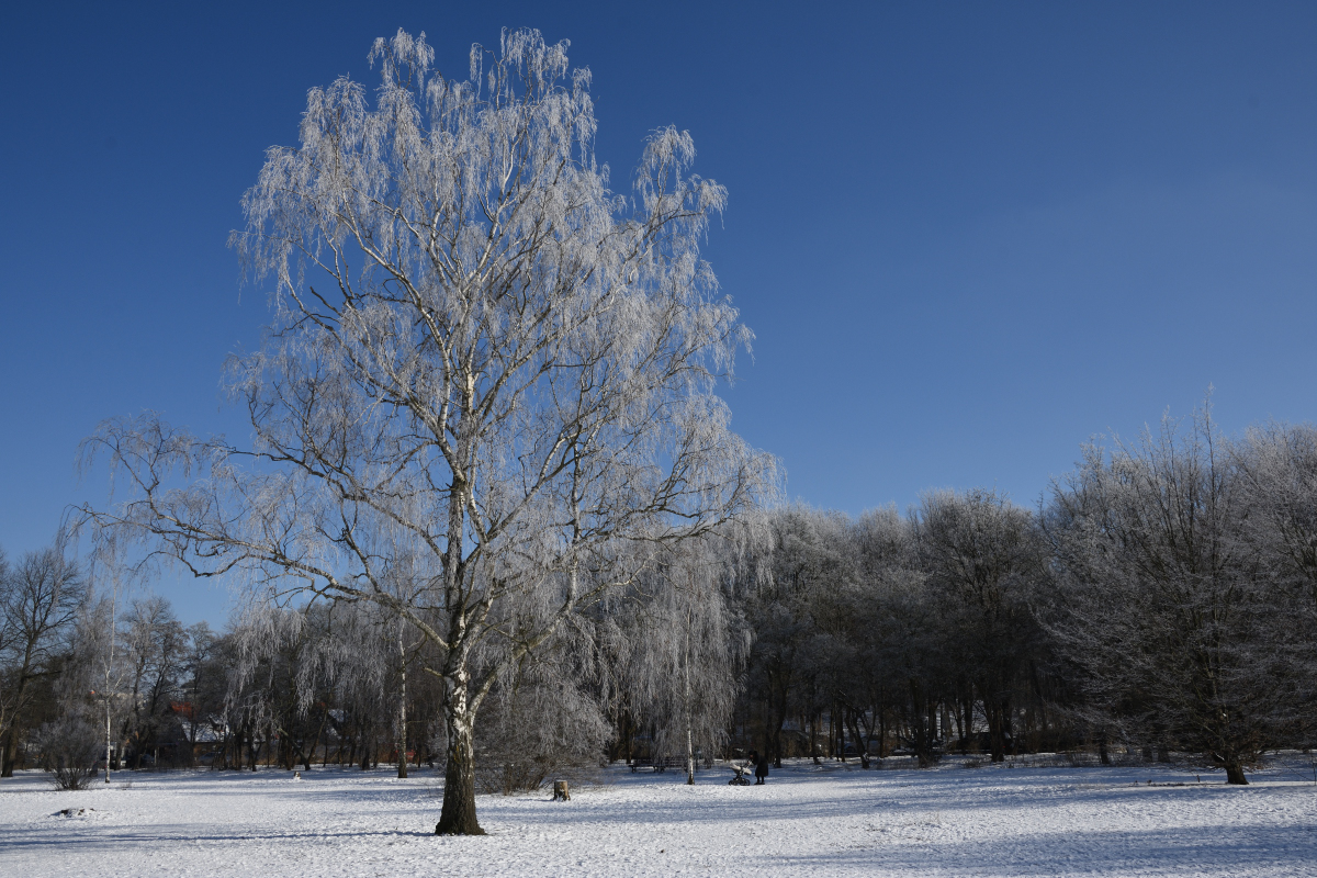 DSC_6217.JPG