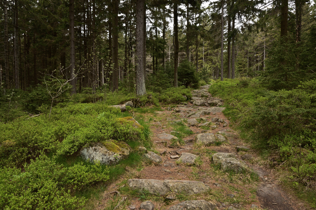 DSC_6333.JPG