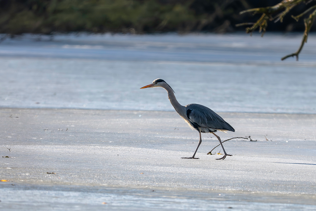 DSC_6391.jpg