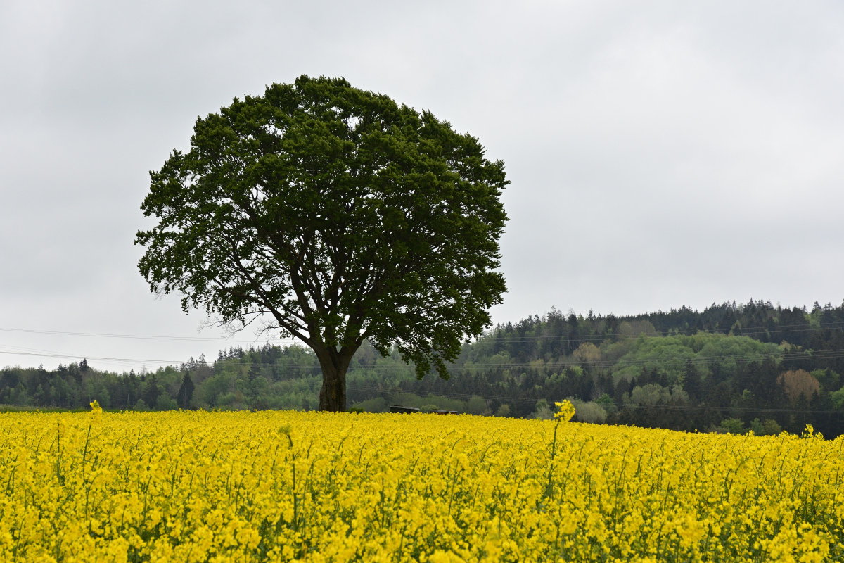 DSC_6417.JPG