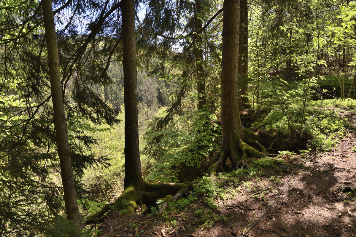 DSC_6442.JPG