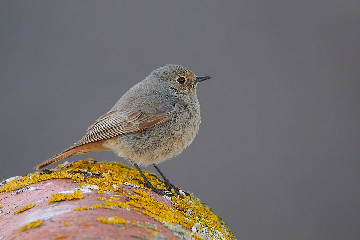 DSC_6497_sm1.jpg