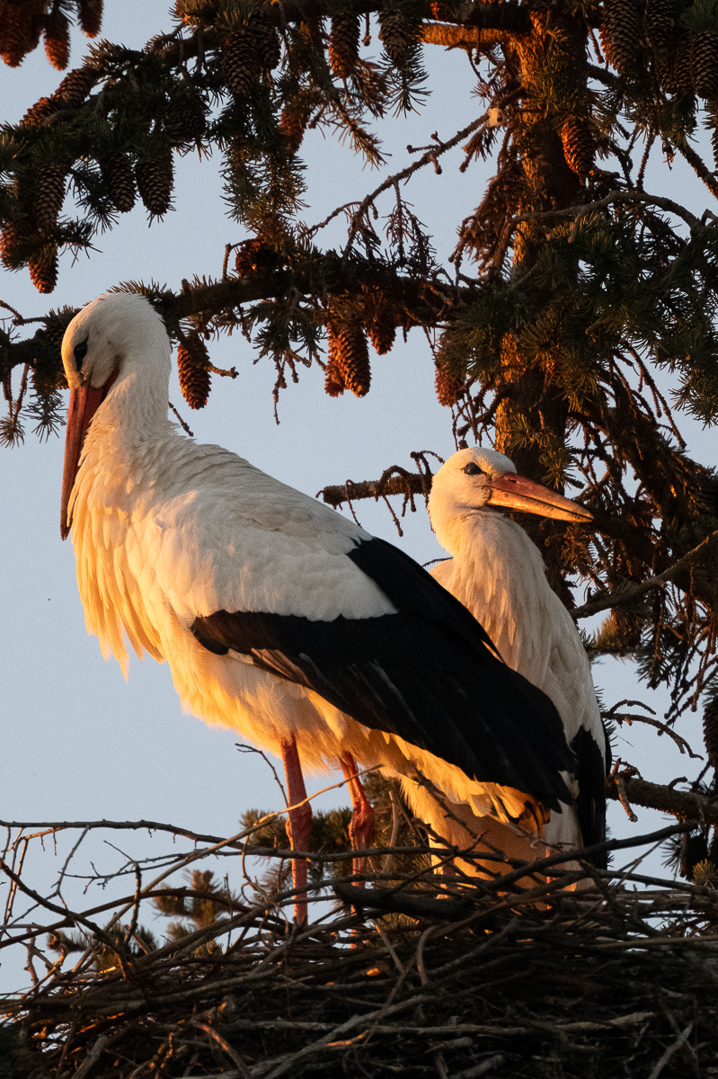 DSC_6503.JPG