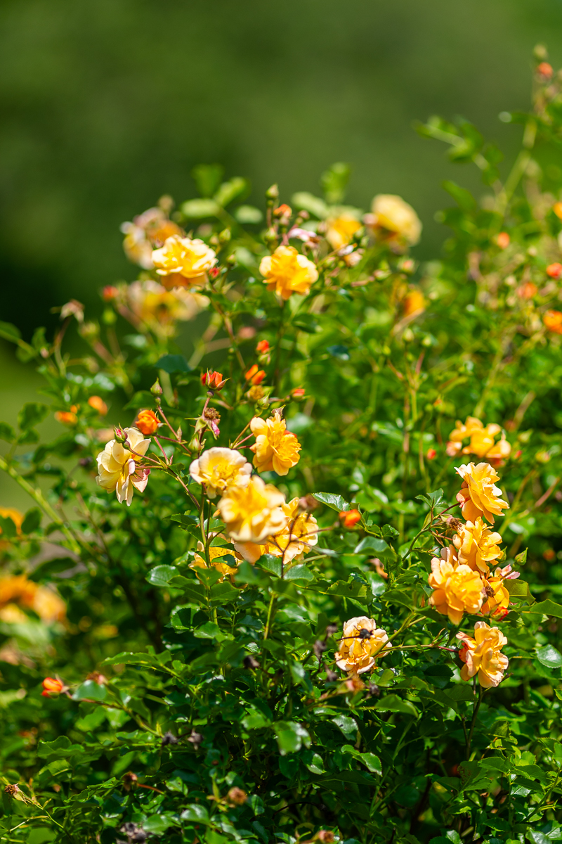 DSC_6526-2.jpg