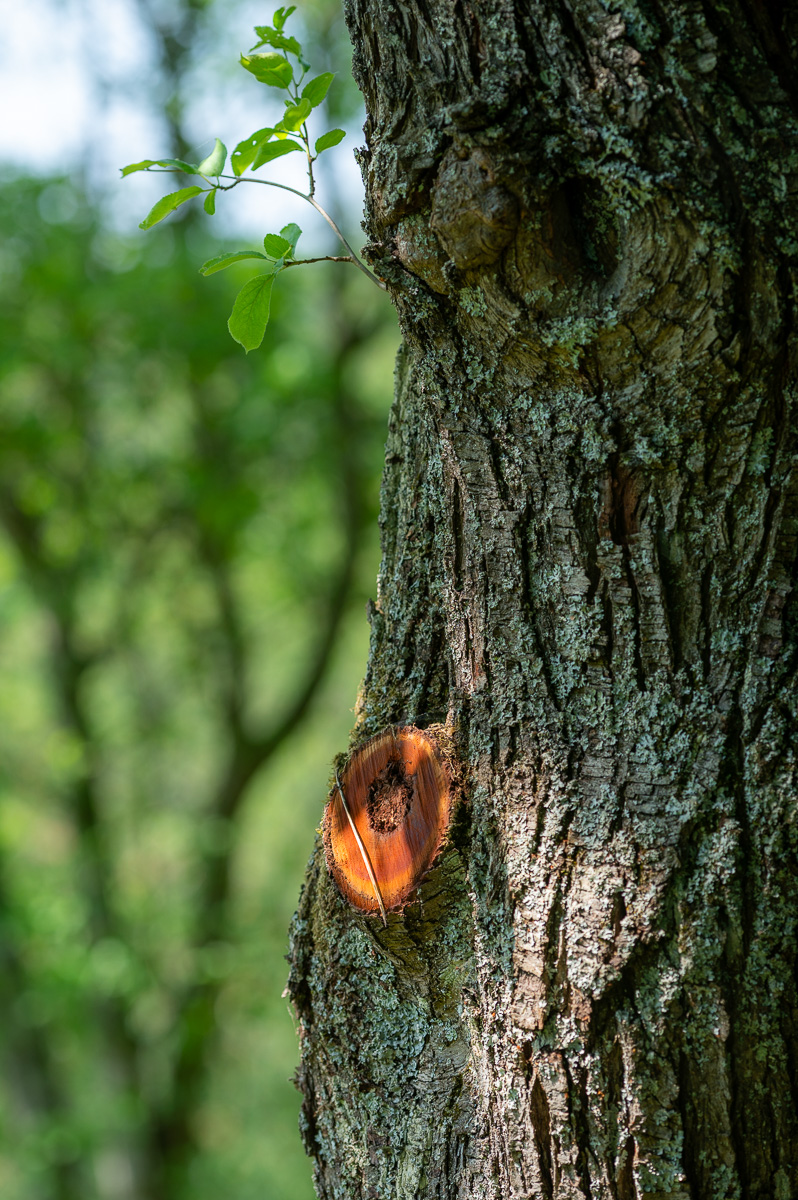 DSC_6528.jpg