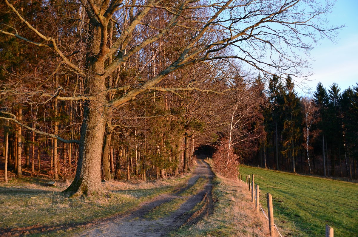 DSC_6532_00001n.jpg