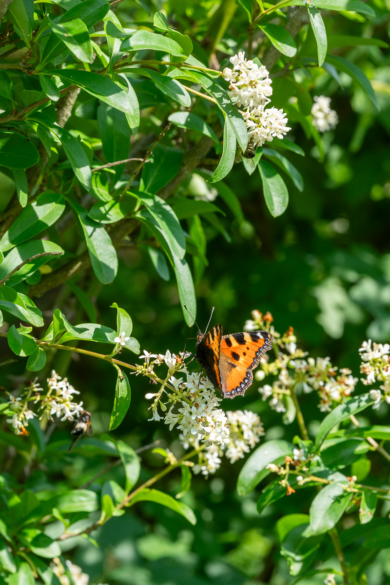 DSC_6534.jpg