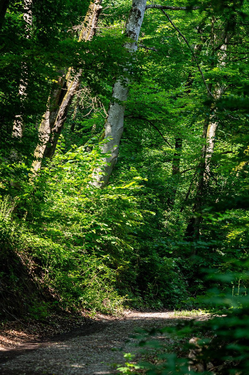 DSC_6542.jpg