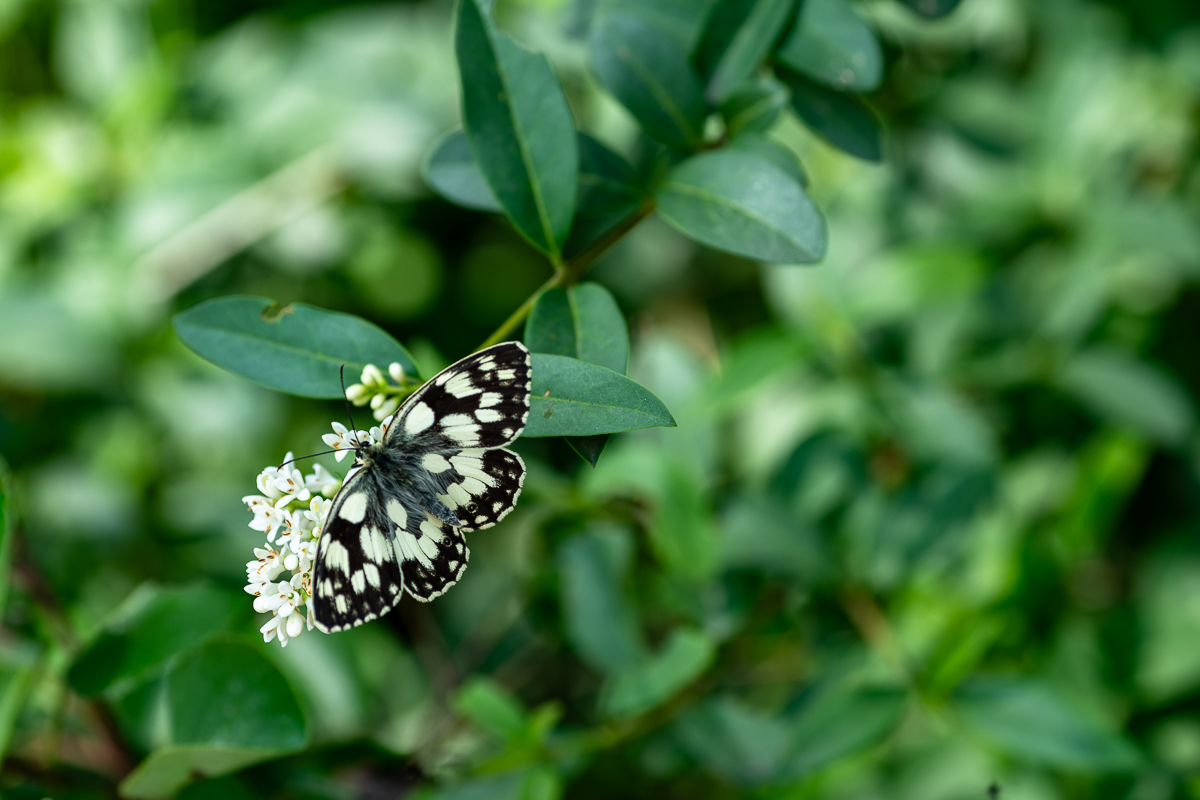 DSC_6557.jpg