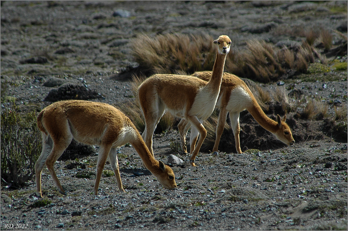 DSC_6580.jpg