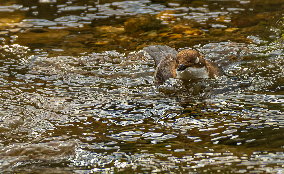 DSC_6581-NEF.jpg