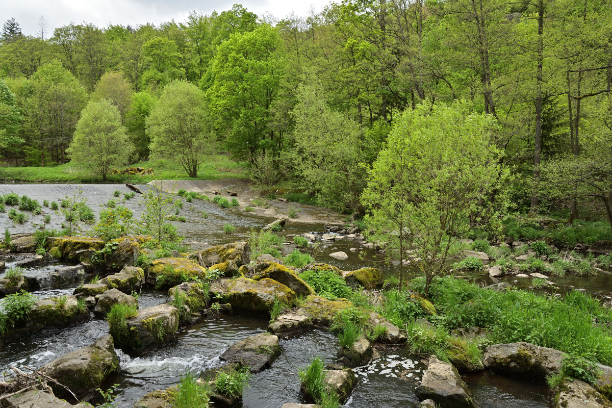 DSC_6594.JPG