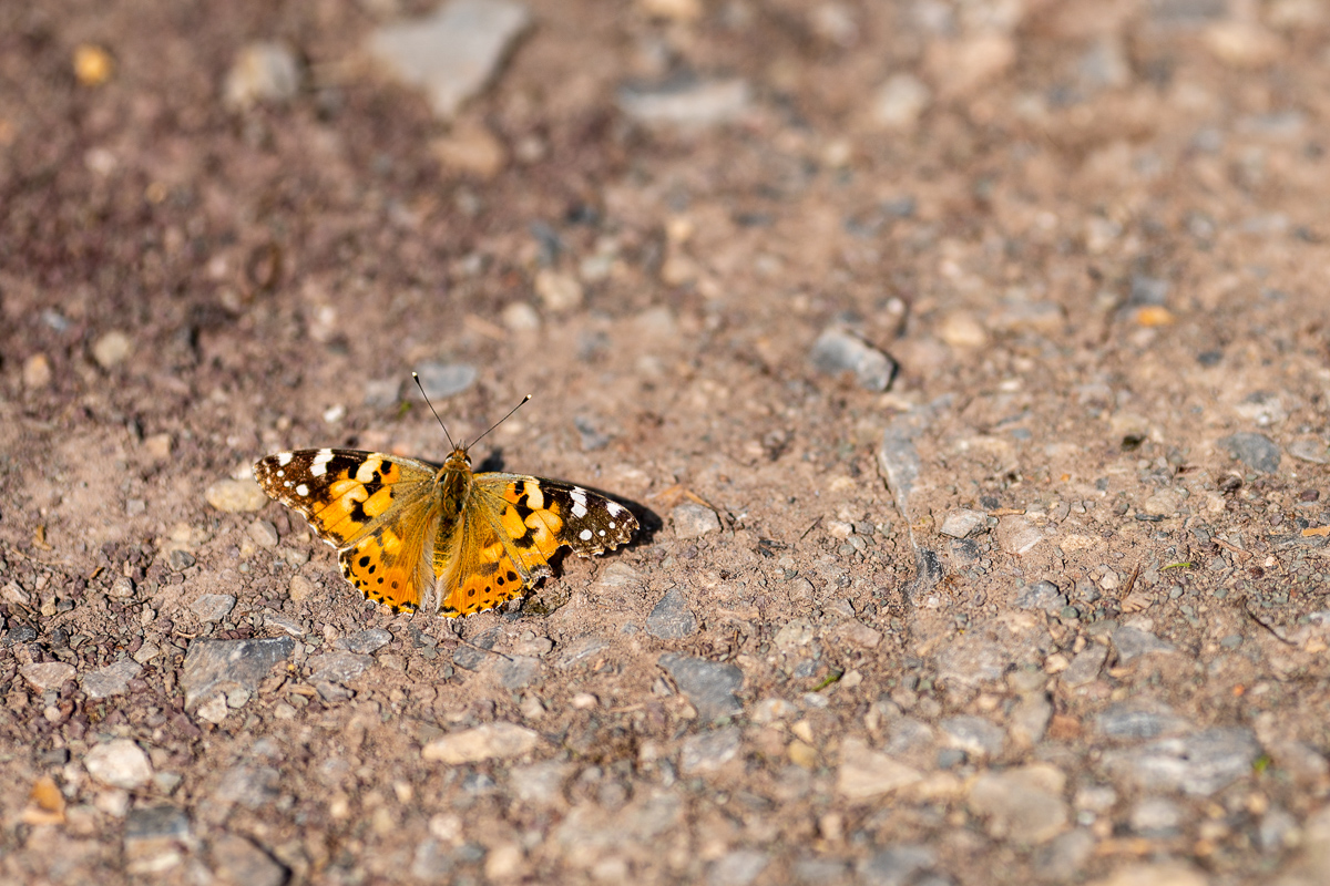 DSC_6608.jpg