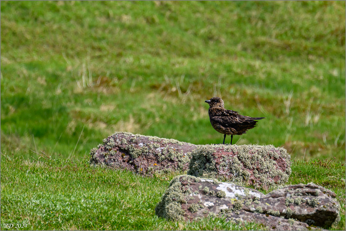 DSC_6666.jpg