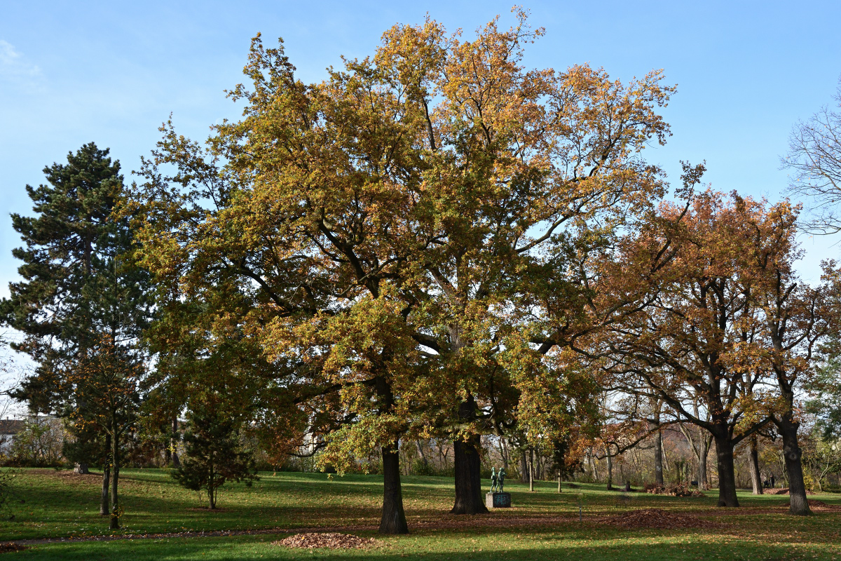 DSC_6668.JPG
