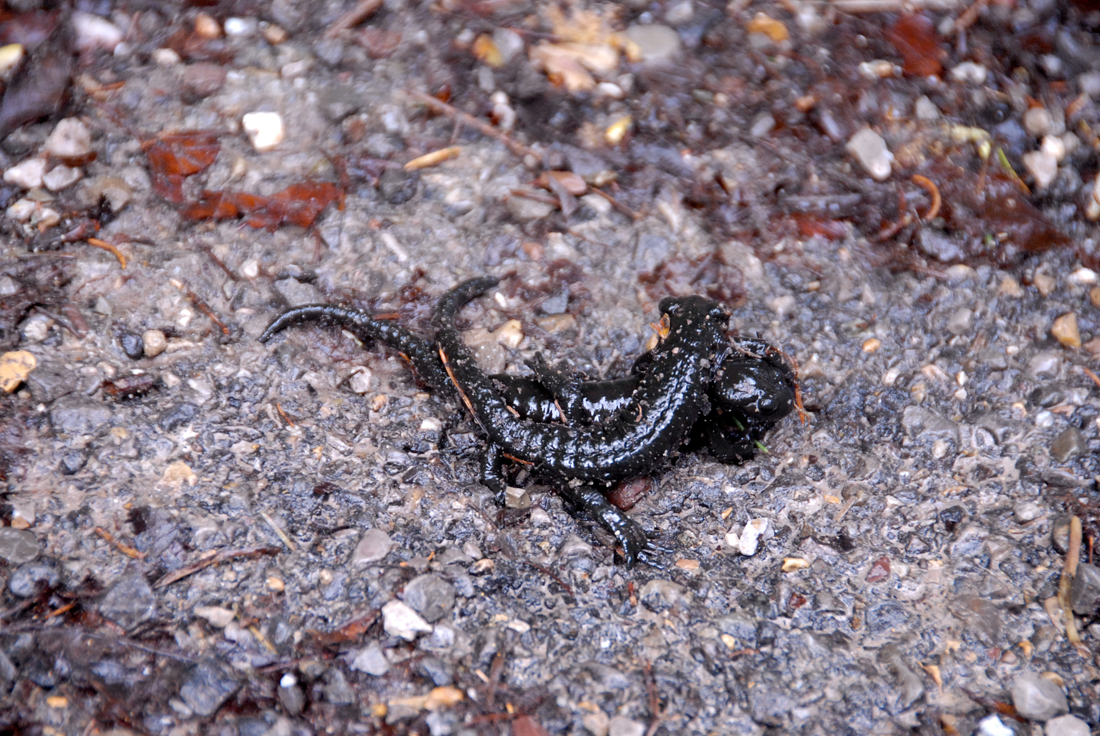 DSC_6675.jpg