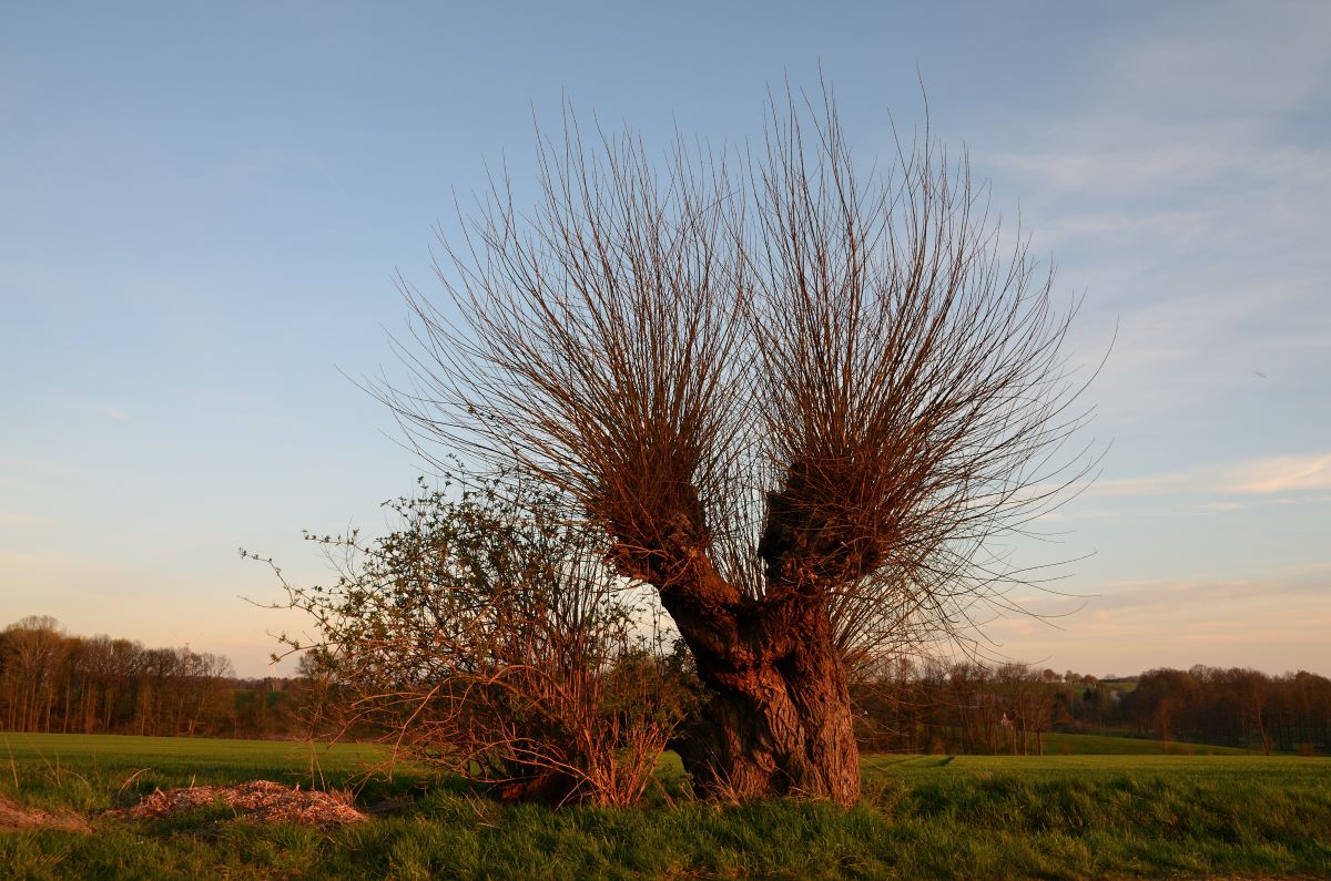 DSC_6738_00001n.jpg