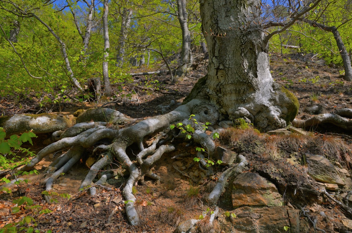 DSC_6776_00001_03n.jpg