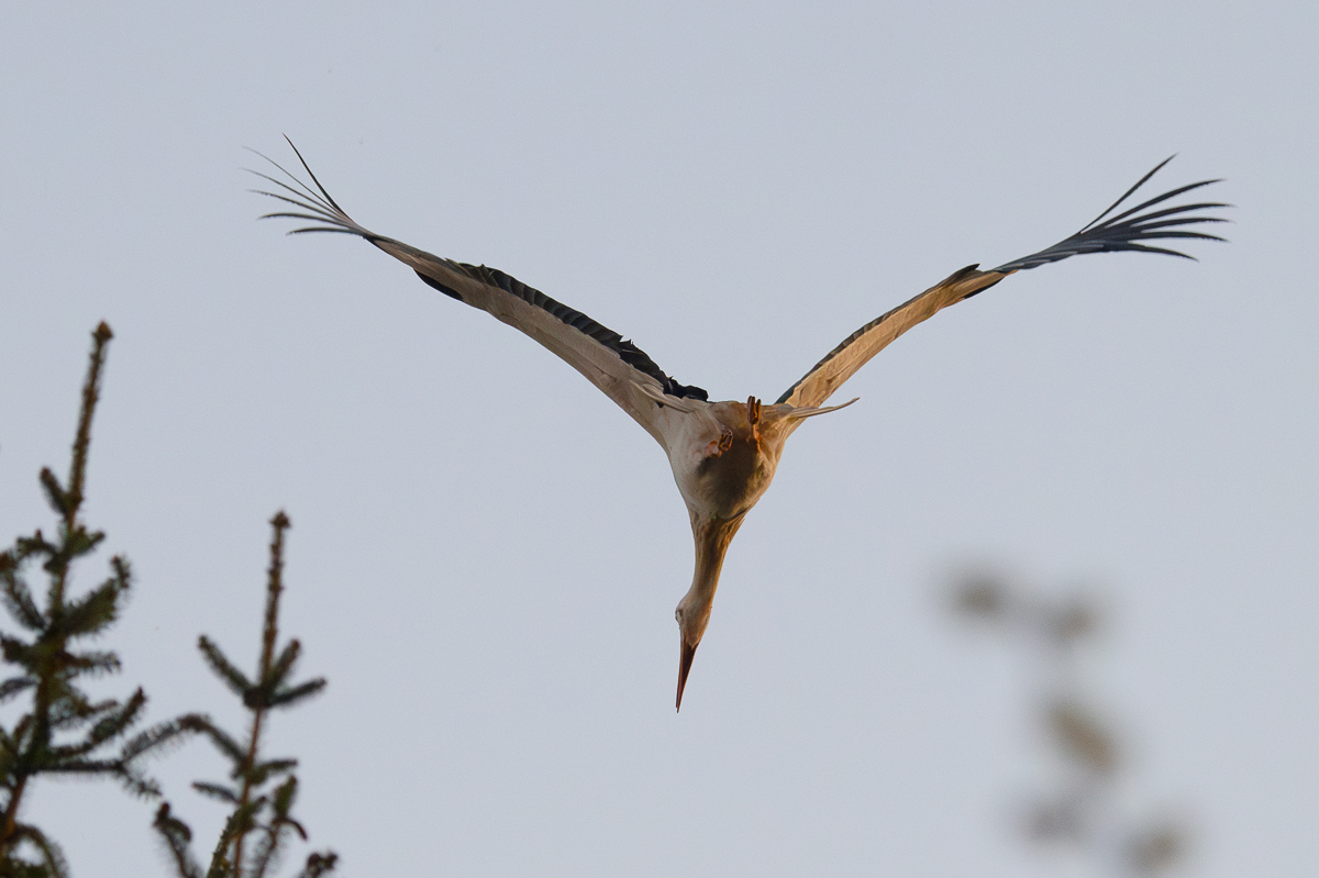 DSC_6854-Verbessert-RR.JPG