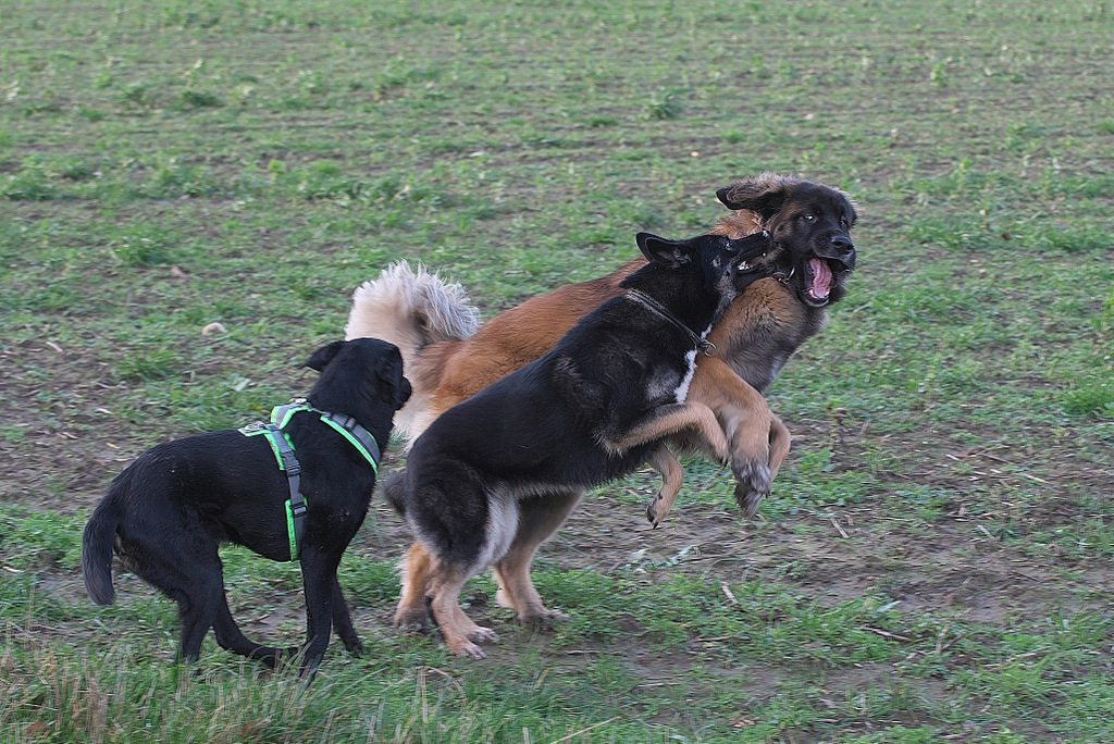 DSC_6912 Kopie.jpg