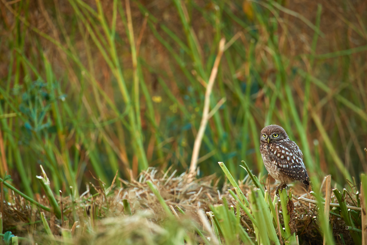 DSC_6939.jpg