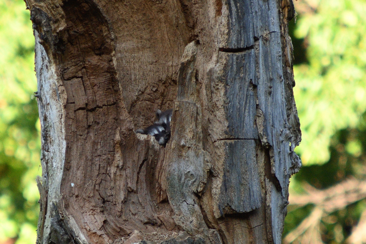 DSC_6953.JPG