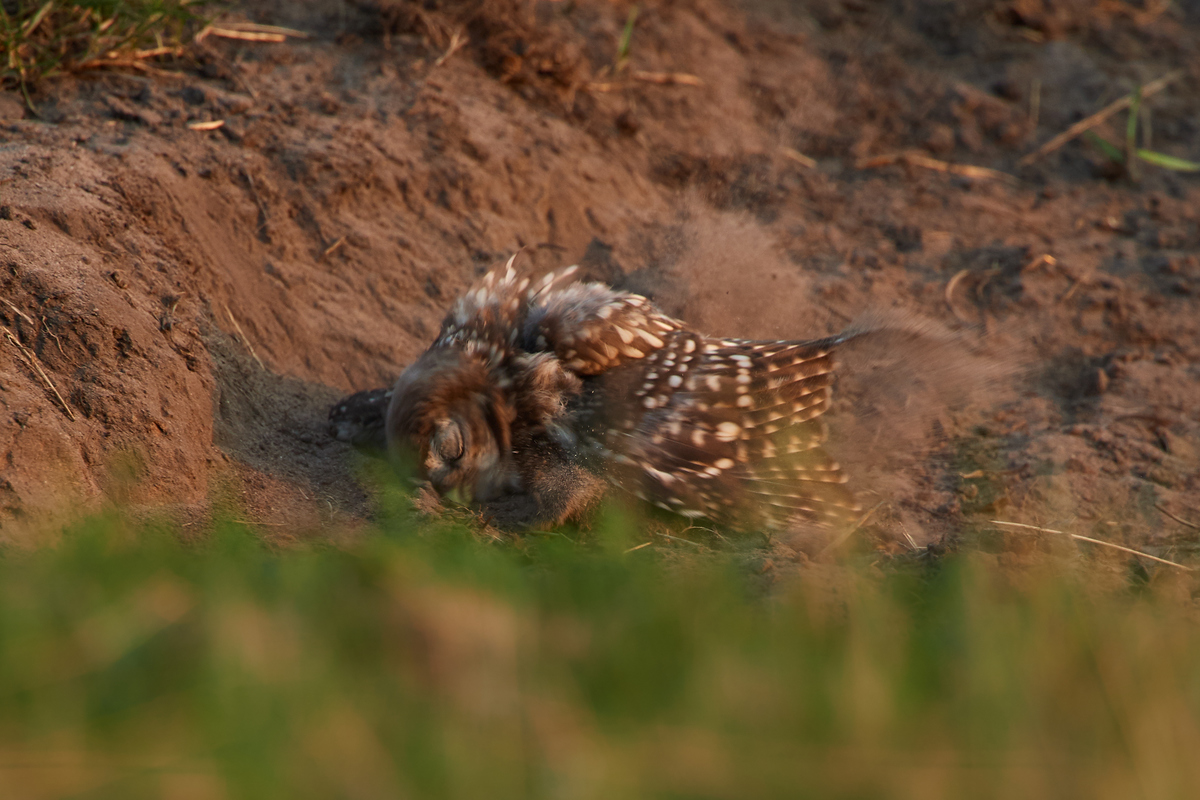 DSC_6979.jpg