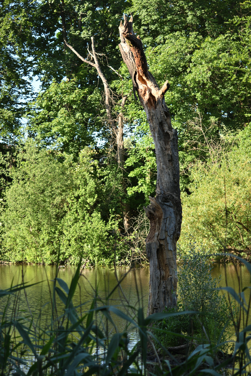 DSC_6992.JPG