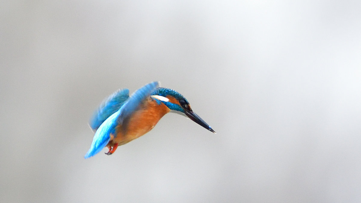 DSC_7099.JPG