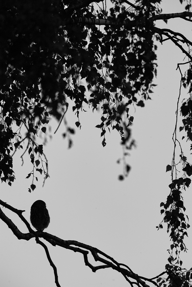 DSC_7103.jpg