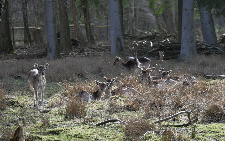 DSC_7132.jpg