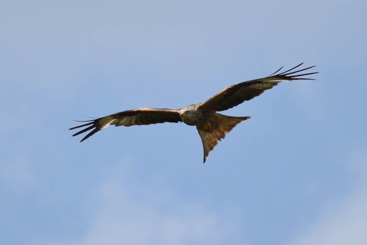 DSC_7133.JPG