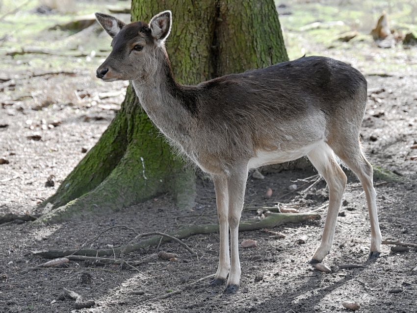 DSC_7135.jpg