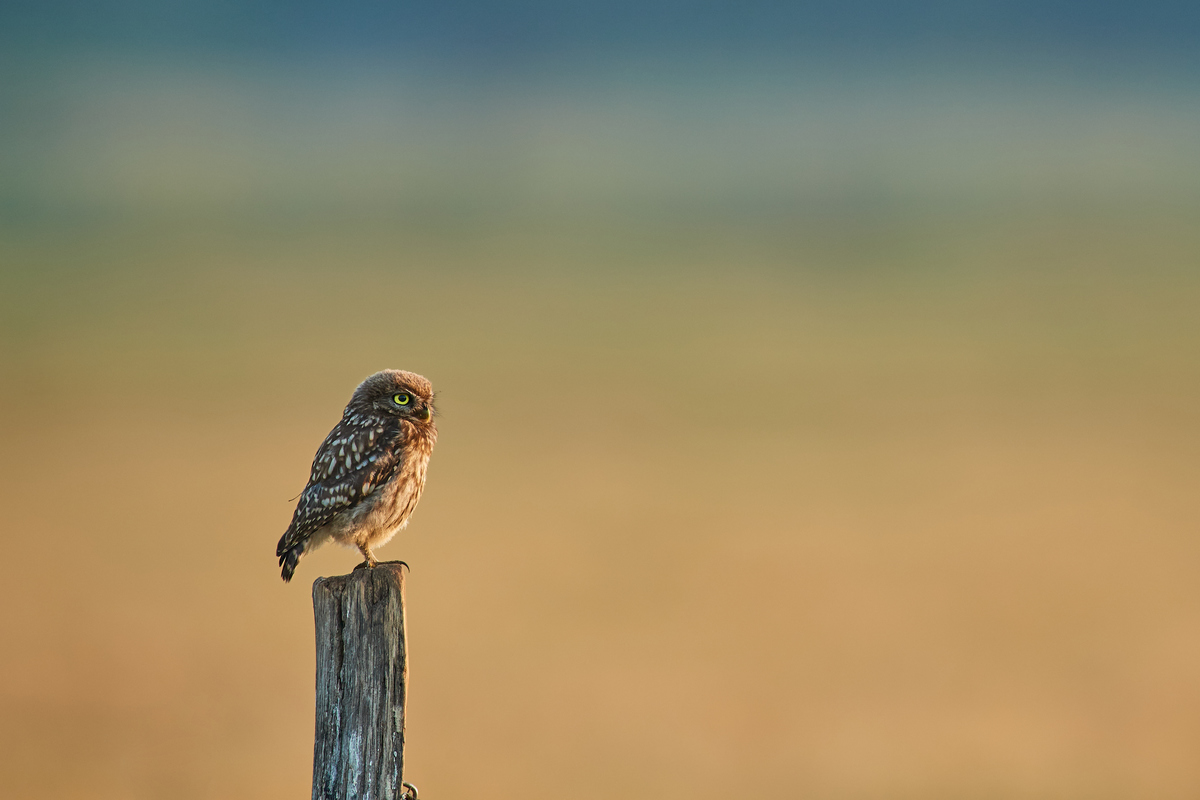 DSC_7140_1.jpg