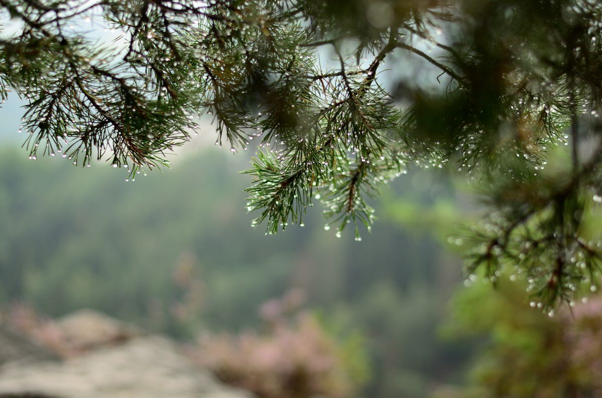 DSC_7207_00001n.jpg
