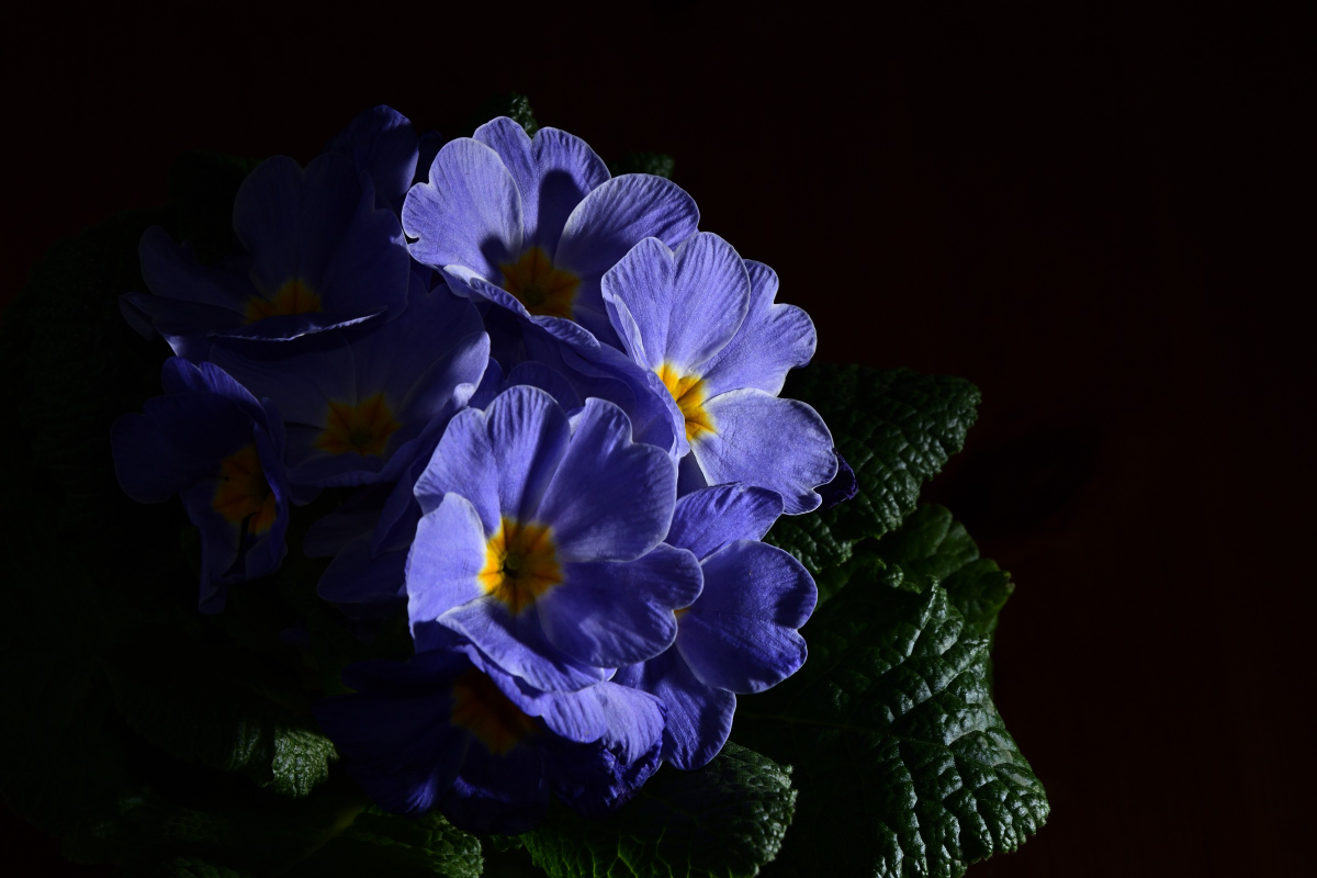 DSC_7221.JPG