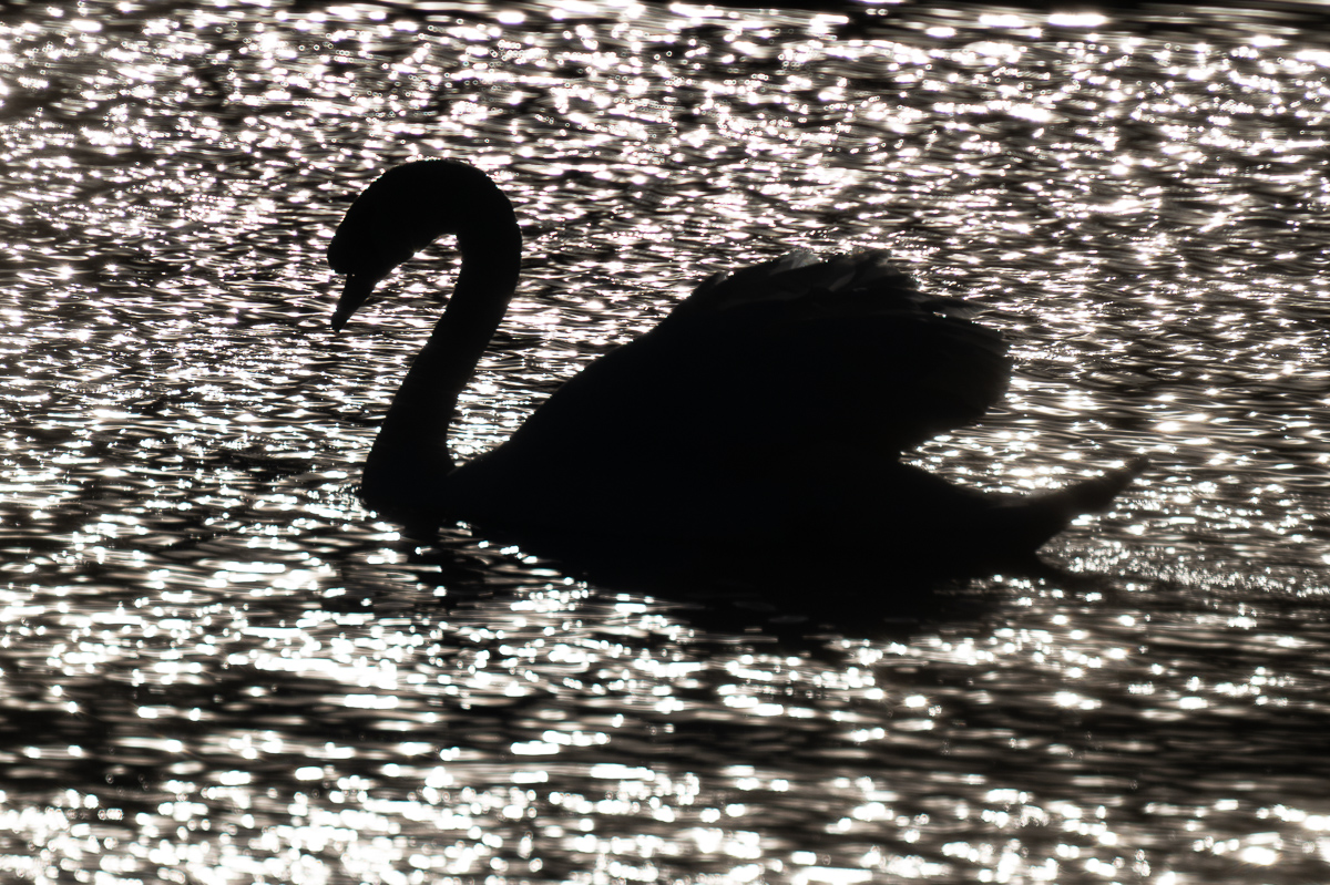 DSC_7231.JPG