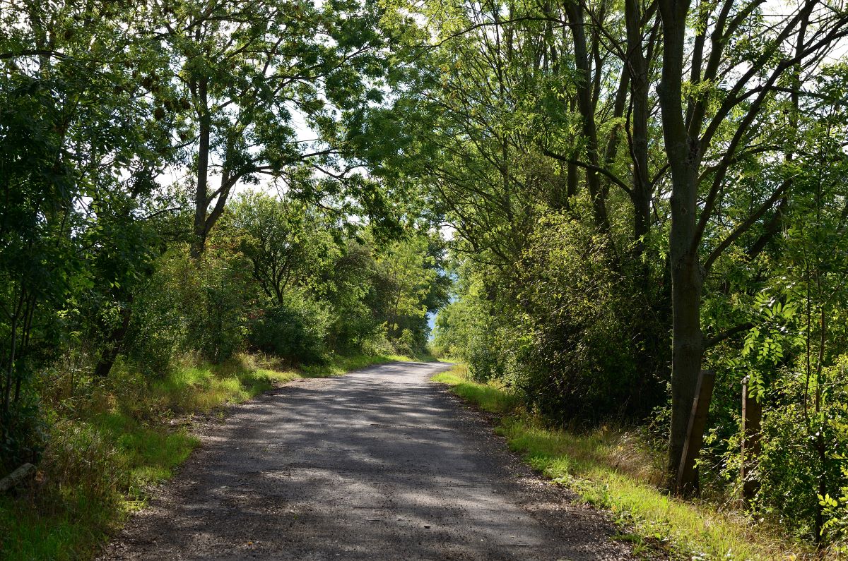 DSC_7267_00001n1.jpg