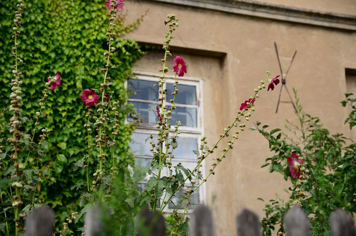 DSC_7281_00001n.jpg