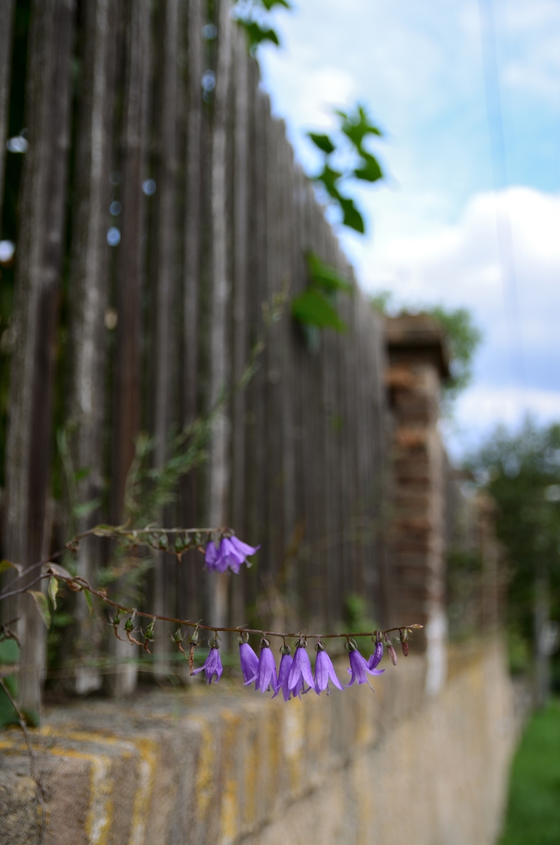DSC_7285_00001n.jpg