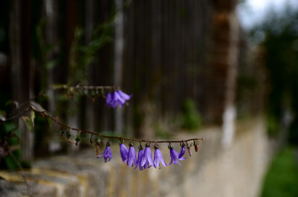 DSC_7286_00001_01n.jpg