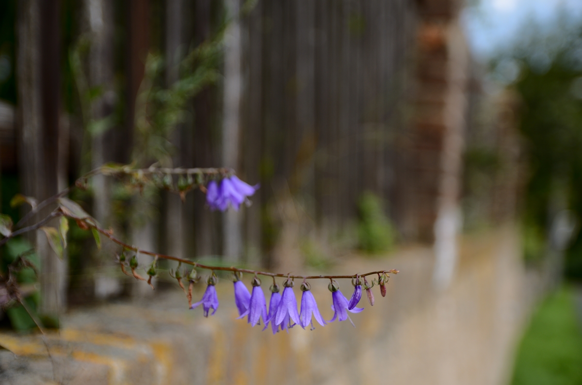 DSC_7286_00001_03n.jpg