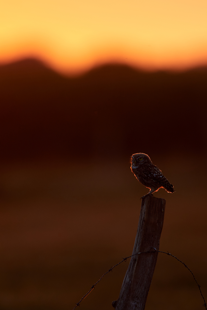 DSC_7393 3.jpg