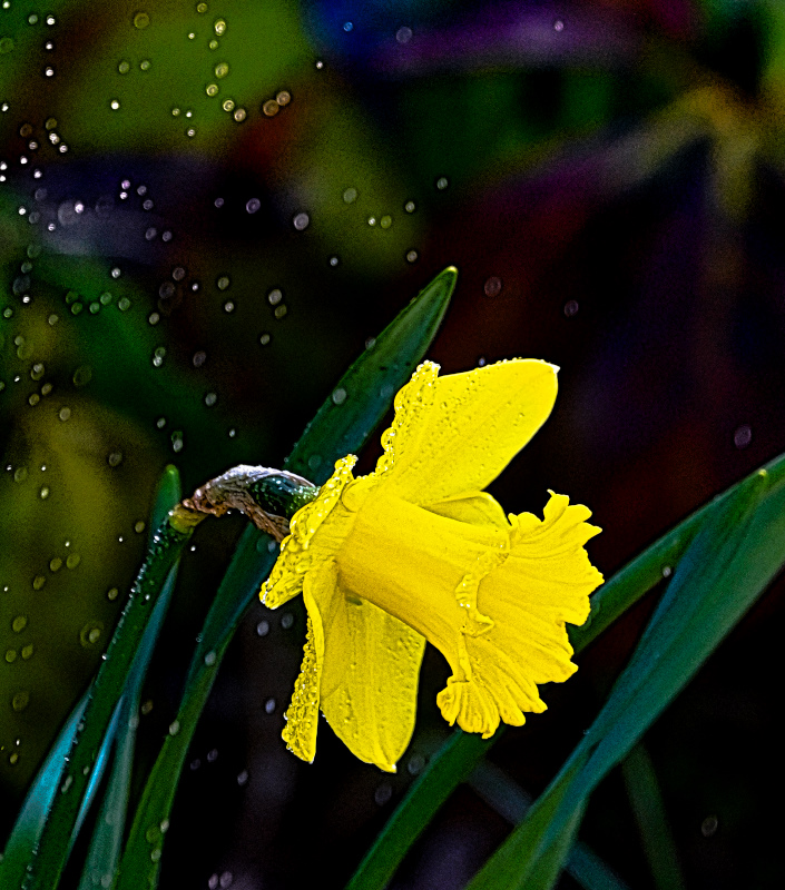 DSC_7394.jpg