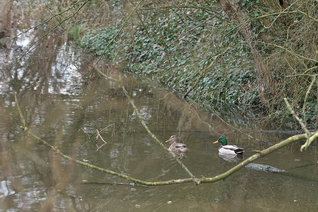 DSC_7550.jpg